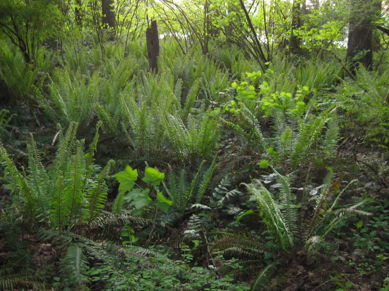 Ferns grow through out the woods